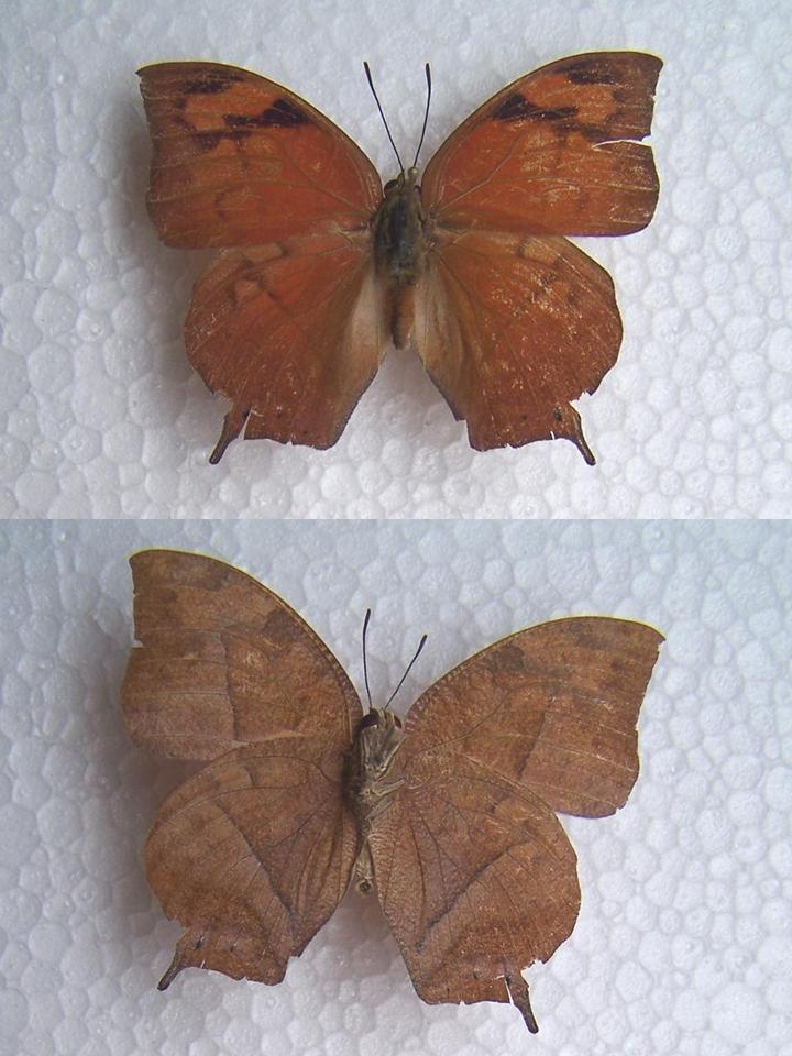 FIGURE 2a FIGURE 2a
